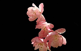 位圖 植物 花朵 寫實(shí)花卉 高清 免費(fèi)素材