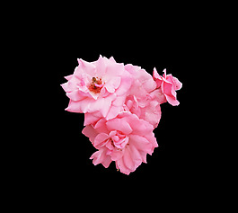 位圖 植物 花朵 寫實(shí)花卉 高清 免費(fèi)素材