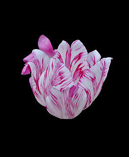 位圖 植物 花朵 寫實(shí)花卉 高清 免費(fèi)素材