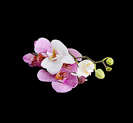 位圖 植物 花朵 寫實(shí)花卉 高清 免費(fèi)素材