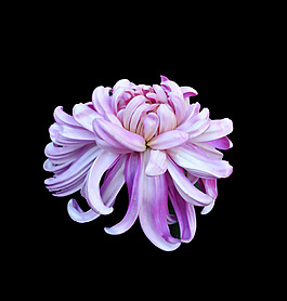 位圖 植物 花朵 菊花 寫實花卉 免費素材