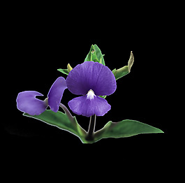 位圖 植物 花朵 寫實(shí)花卉 高清 免費(fèi)素材