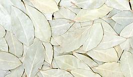64980_肌理油彩_生物理