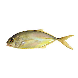 位圖 動物 魚 免費素材
