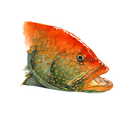 位圖 動物 魚 免費素材