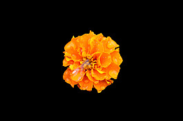 位圖 植物 花朵 寫實(shí)花卉 高清 免費(fèi)素材