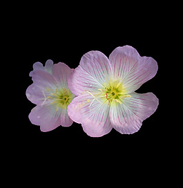 位圖 植物 花朵 寫實(shí)花卉 高清 免費(fèi)素材