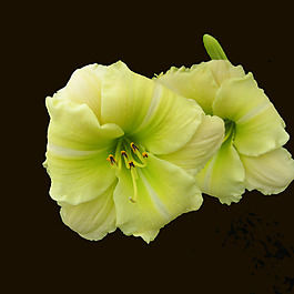 位圖 植物 花朵 寫實(shí)花卉 高清 免費(fèi)素材