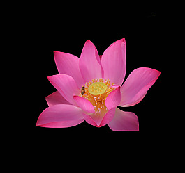 位圖 植物 花朵 荷花 寫實(shí)花卉 免費(fèi)素材