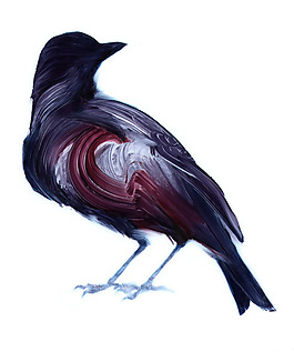 位圖 動物 鳥 免費素材
