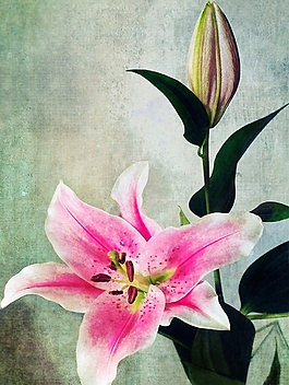 位圖 植物圖案 寫意花卉 花朵 超高清 免費(fèi)素材