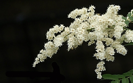 位圖 植物 花朵 寫實花卉 高清 免費素材
