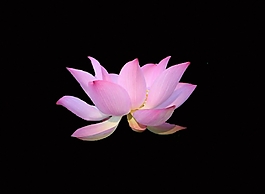 位圖 植物 花朵 寫實花卉 高清 免費素材