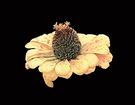 位圖 植物 花朵 寫實(shí)花卉 高清 免費(fèi)素材