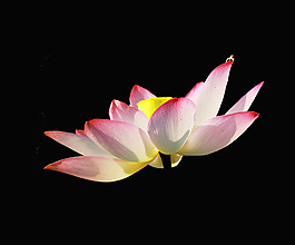 位圖 植物 花朵 荷花 寫實(shí)花卉 免費(fèi)素材