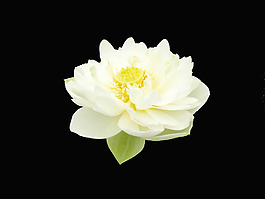 位圖 植物 花朵 寫實(shí)花卉 高清 免費(fèi)素材