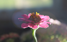 位圖 植物 花朵 寫實(shí)花卉 高清 免費(fèi)素材