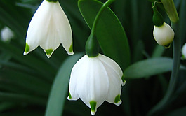 位圖 植物 花朵 寫實(shí)花卉 高清 免費(fèi)素材