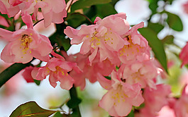 位圖 植物 花朵 寫實花卉 高清 免費素材
