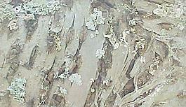 37693_墻面_油彩墻面