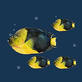 印花矢量圖 動物 魚 幾何 圓形 免費素材