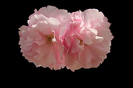 位圖 植物 花朵 海棠花 寫(xiě)實(shí)花卉 免費(fèi)素材