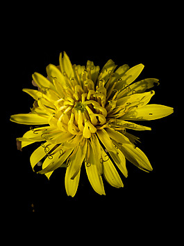 位圖 植物 花朵 菊花 寫實(shí)花卉 免費(fèi)素材