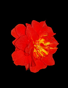 位圖 植物 花朵 牡丹 寫實(shí)花卉 免費(fèi)素材