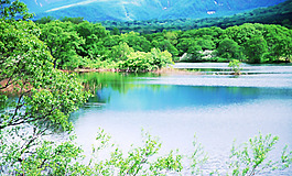位圖 植物 樹(shù) 海水 山水畫 免費(fèi)素材