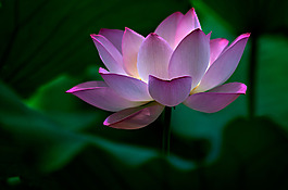 位圖 植物 花朵 寫實(shí)花卉 高清 免費(fèi)素材