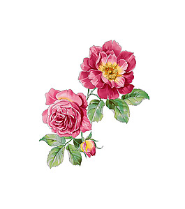 位圖 psd 植物 花朵 免費(fèi)素材