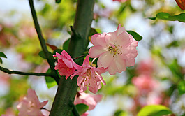 位圖 植物 花朵 寫實(shí)花卉 高清 免費(fèi)素材