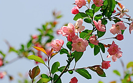 位圖 植物 花朵 寫(xiě)實(shí)花卉 高清 免費(fèi)素材