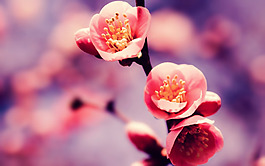 位圖 植物 花朵 寫實(shí)花卉 高清 免費(fèi)素材