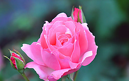 位圖 植物 花朵 寫(xiě)實(shí)花卉 高清 免費(fèi)素材