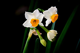 位圖 植物 花朵 寫實(shí)花卉 高清 免費(fèi)素材
