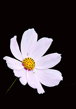 位圖 植物 花朵 寫(xiě)實(shí)花卉 高清 免費(fèi)素材