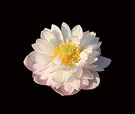 位圖 植物 花朵 牡丹 寫實(shí)花卉 免費(fèi)素材