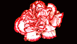 位圖 植物 花朵 寫實(shí)花卉 高清 免費(fèi)素材