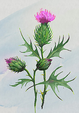 位圖 植物圖案 寫意花卉 花朵 免費(fèi)素材