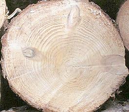 15119_自然材質_木皮