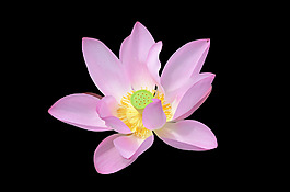 位圖 植物 花朵 荷花 寫實(shí)花卉 免費(fèi)素材