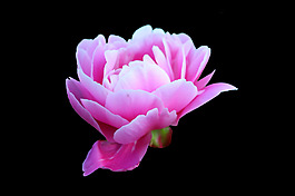 位圖 植物 花朵 牡丹花 寫(xiě)實(shí)花卉 免費(fèi)素材