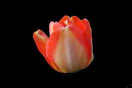 位圖 植物 花朵 郁金香 寫實(shí)花卉 免費(fèi)素材