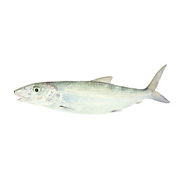 位圖 藝術效果 手繪 動物 魚 免費素材