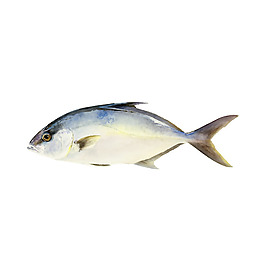 位圖 藝術效果 手繪 動物 魚 免費素材