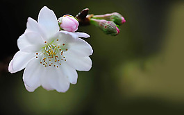 位圖 植物 花朵 寫實(shí)花卉 高清 免費(fèi)素材