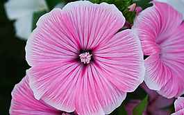 位圖 植物 花朵 寫實(shí)花卉 高清 免費(fèi)素材
