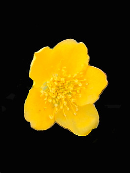 位圖 植物 花朵 寫實花卉 高清 免費素材