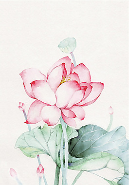 位圖 植物圖案 寫意花卉 花朵 荷花 免費素材